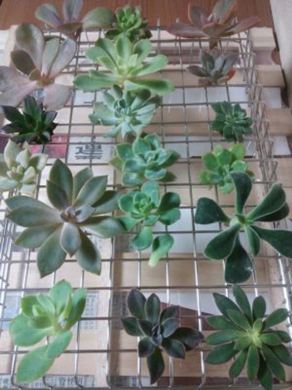 Photo by Bunamaruさん