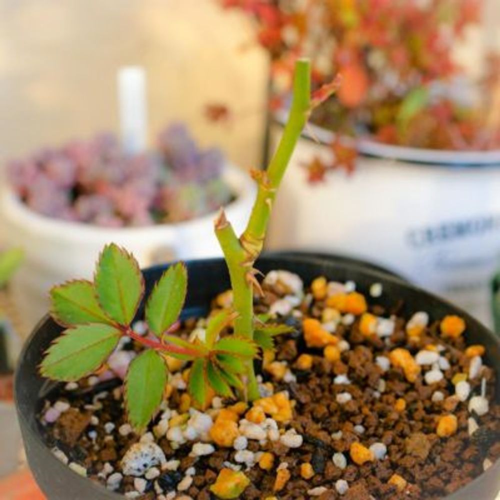 Photo by ぽかぽかなおさん