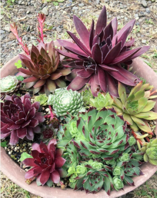 売切sale センペル森 センペル丼30cm大鉢✡️Sempervivum 寄植 売切sale センペル森 センペル丼30cm大鉢✡️Sempervivum 寄植