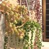 種類が多くて迷う？初めての多肉植物の選び方の画像
