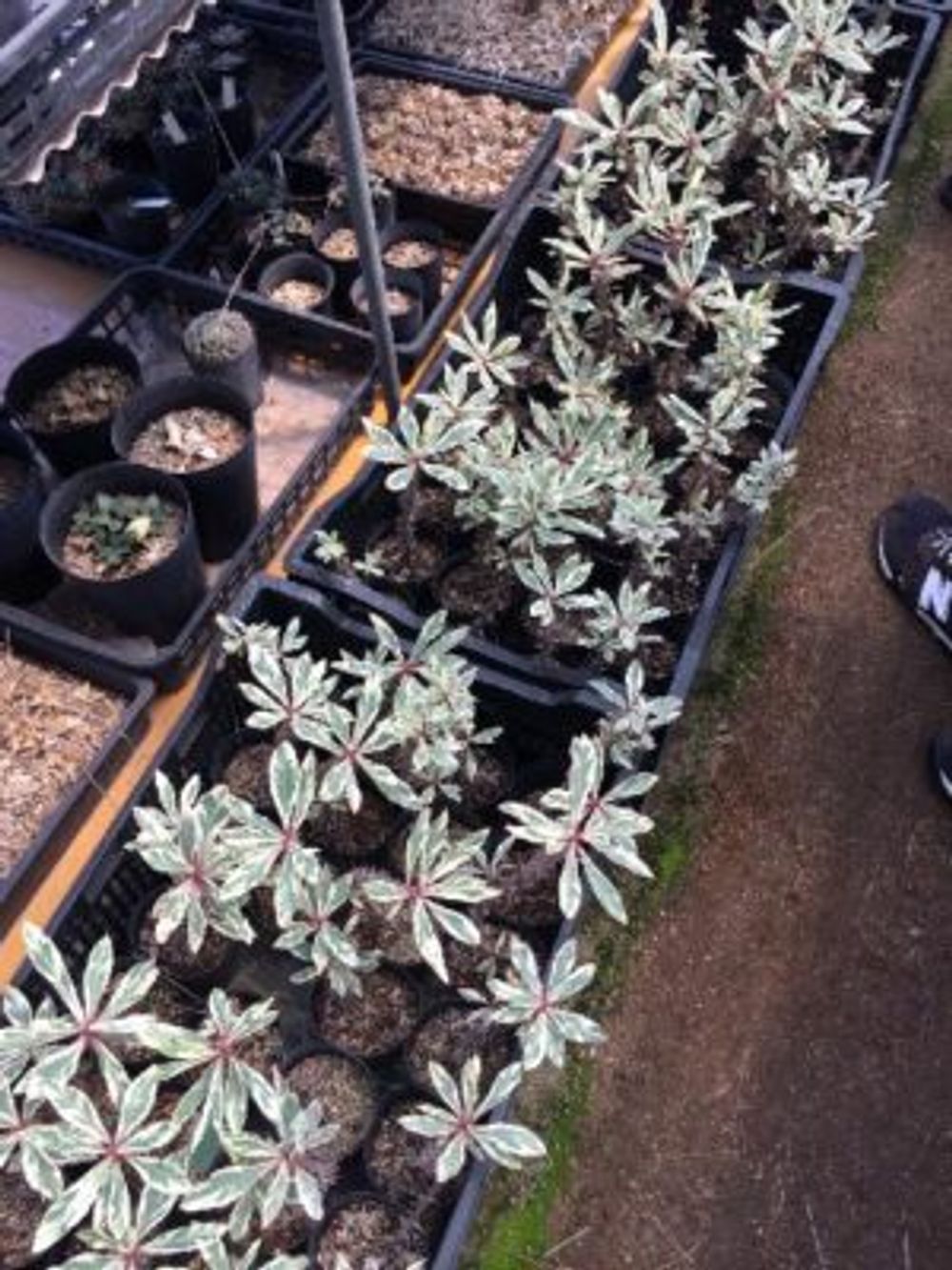 Photo by greenjamさん