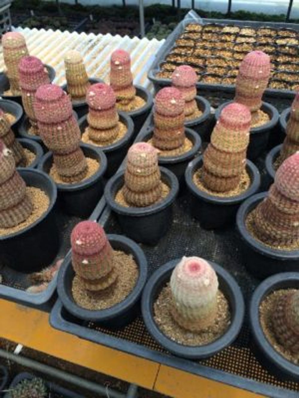 Photo by greenjamさん