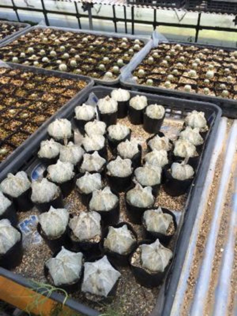 Photo by greenjamさん