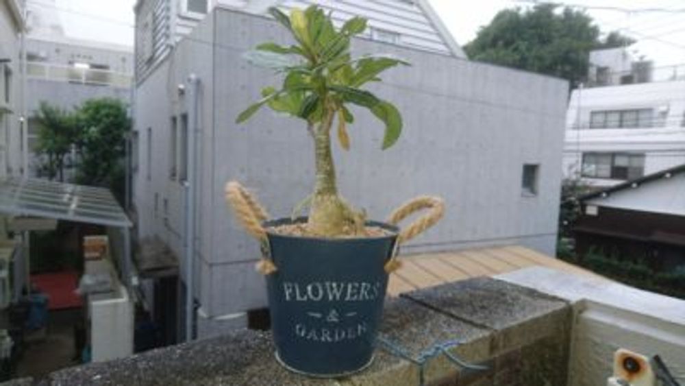 Photo by doctor徒長クララさん