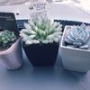 かわいい花を咲かせる多肉植物の種を販売店から買ってみよう！の画像