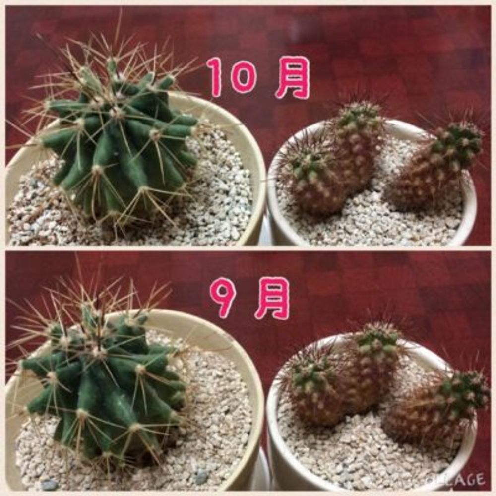 Photo by あおうみうしさん