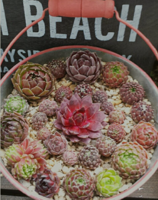 売切sale センペル森 センペル丼30cm大鉢✡️Sempervivum 寄植