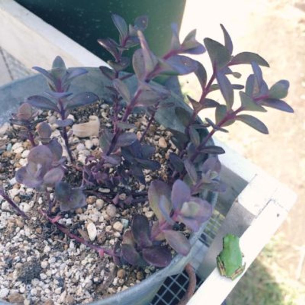 Photo by ぽんぽんさん