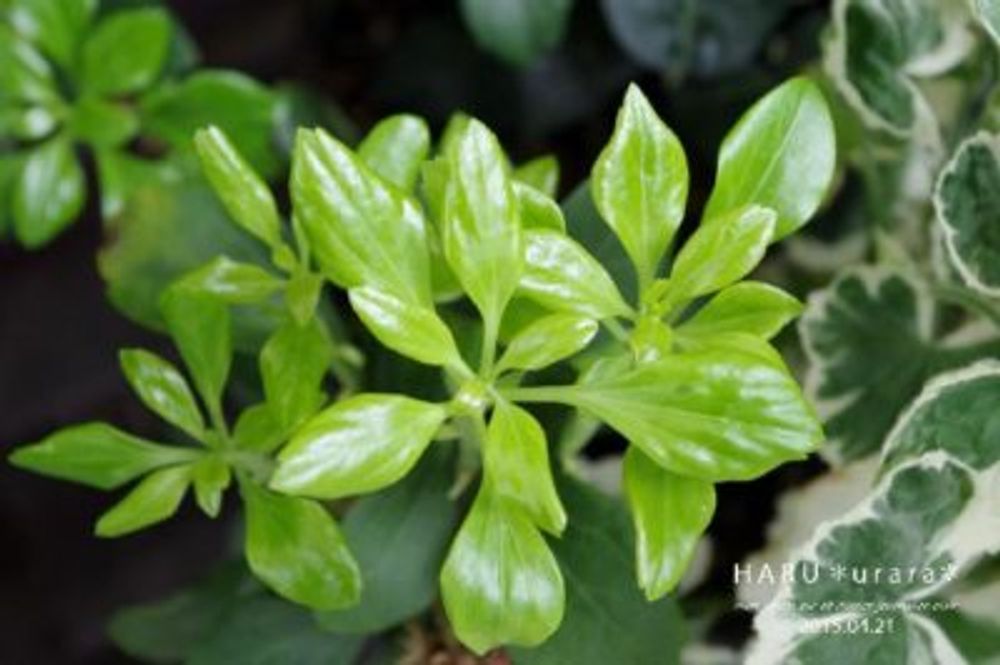 Photo by H・A・R・Uさん