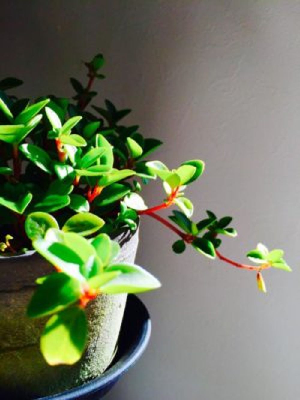 Photo by miu☺︎miuさん