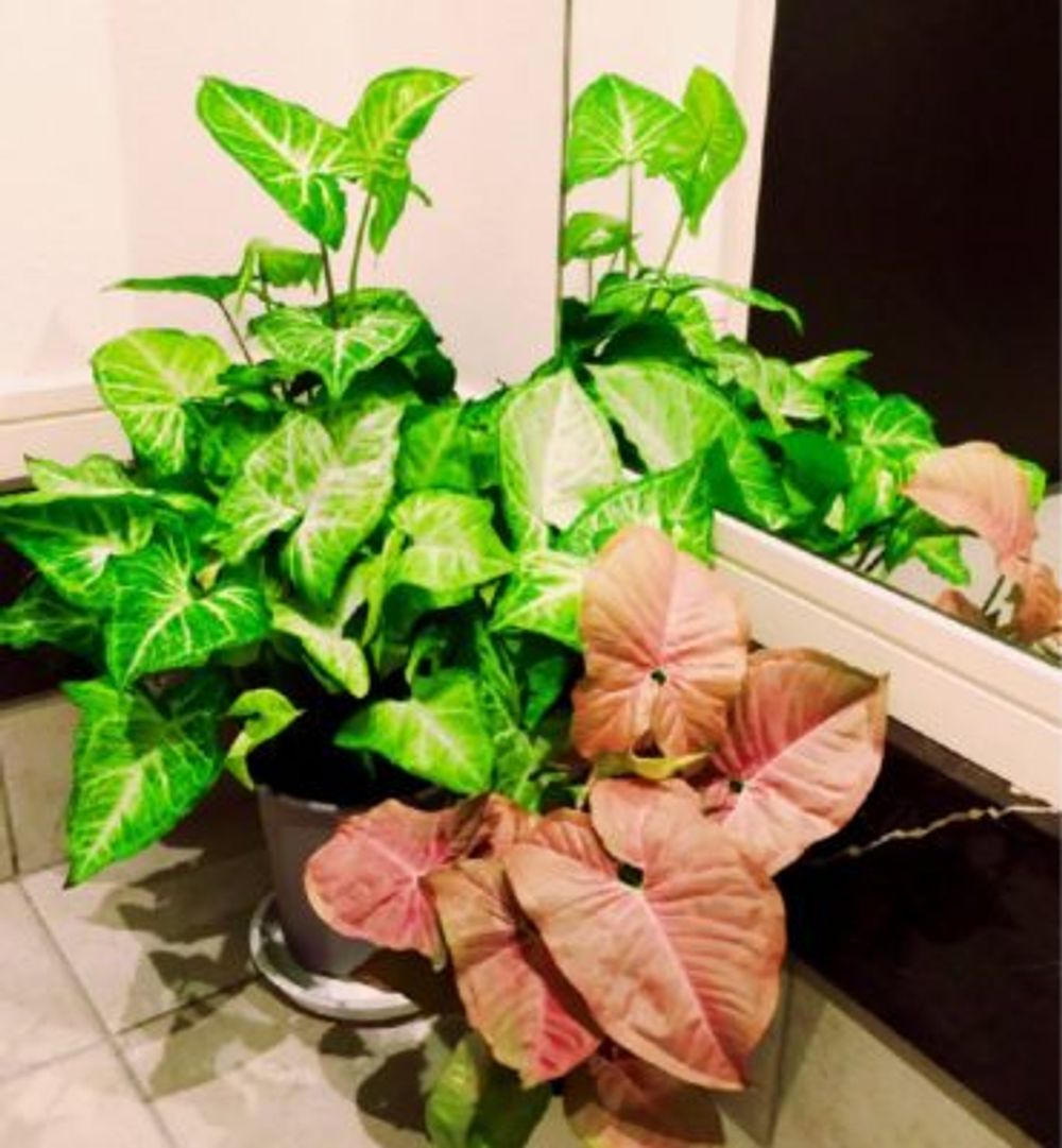 Photo by ☆*:.｡. airin .｡.:*☆さん