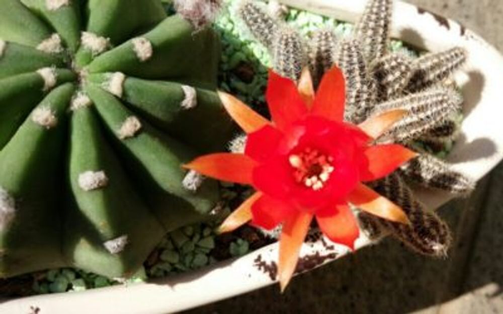 Photo by koharuさん