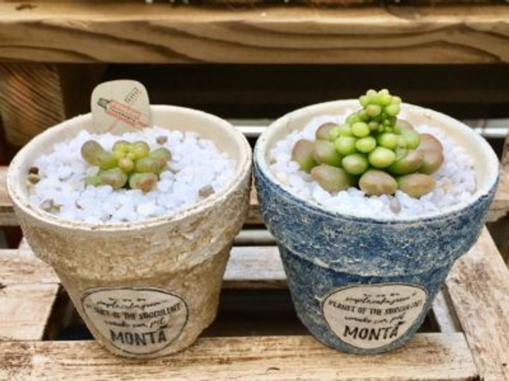 Photo by コチョコチョさん