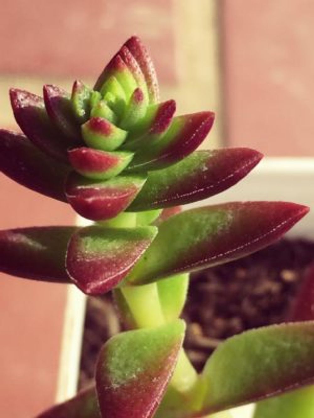 Photo by junrinさん