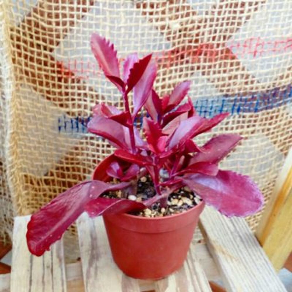 Photo by VERANDAR JUNさん