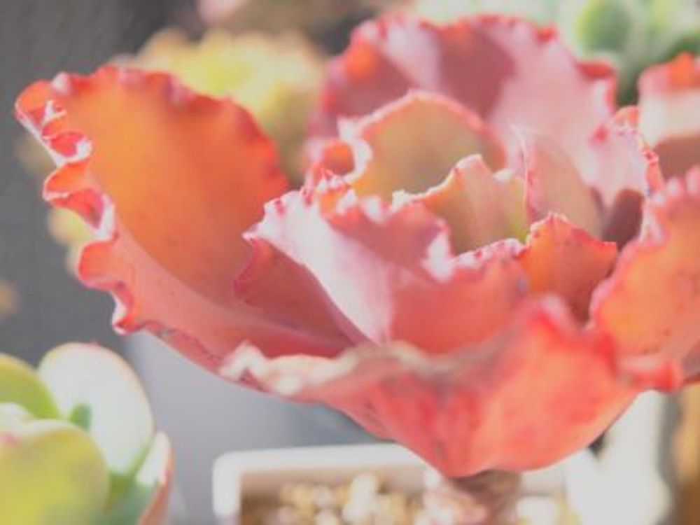 Photo by plplpさん