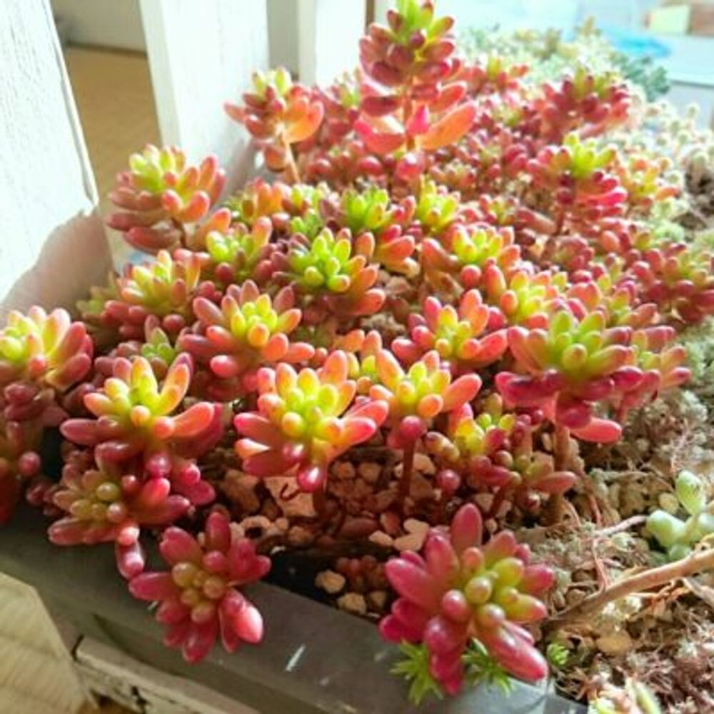 Photo by ゆうさん