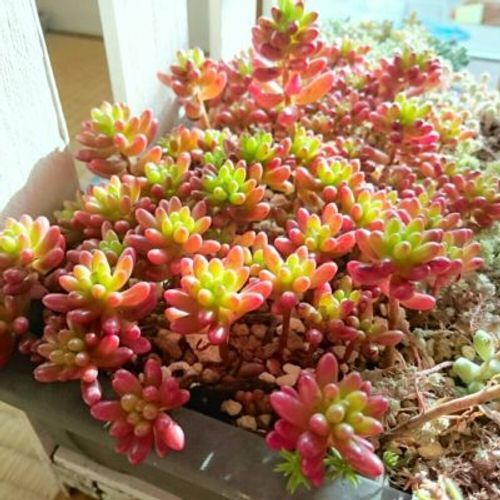 紅葉が彩り鮮やかな 赤い 多肉植物5種紹介 Greensnap グリーンスナップ 紅葉が彩り鮮やかな 赤い 多肉植物5種紹介 Greensnap グリーンスナップ