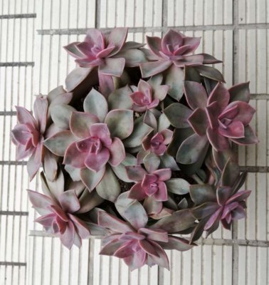 多肉植物の「初恋」は、豪華絢爛！花が咲き、赤く紅葉する
