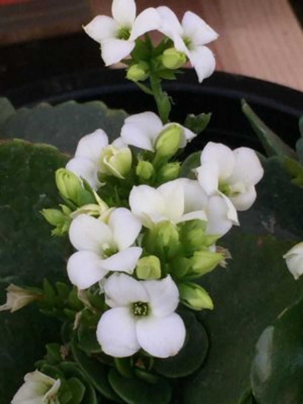 Photo by ゆきさん