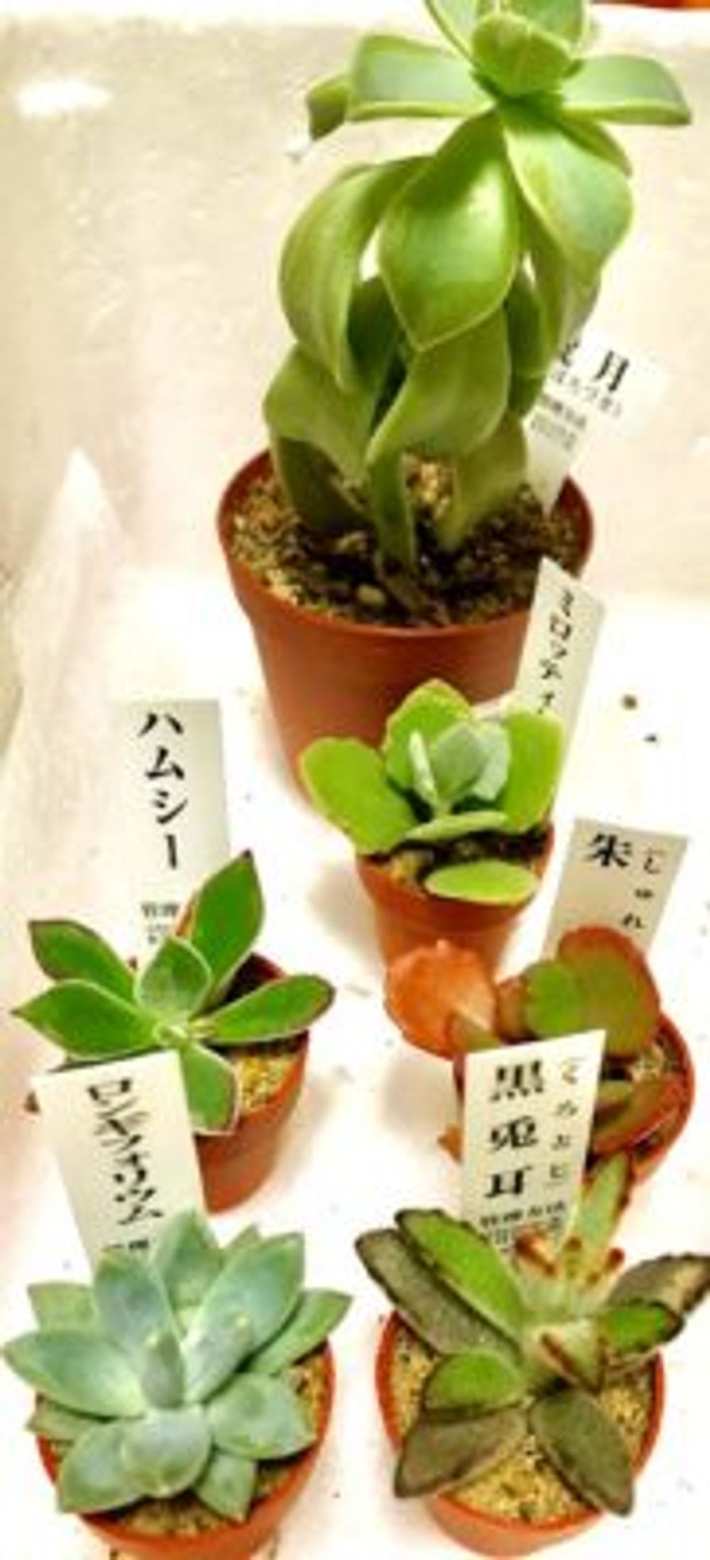 Photo by わかなさん