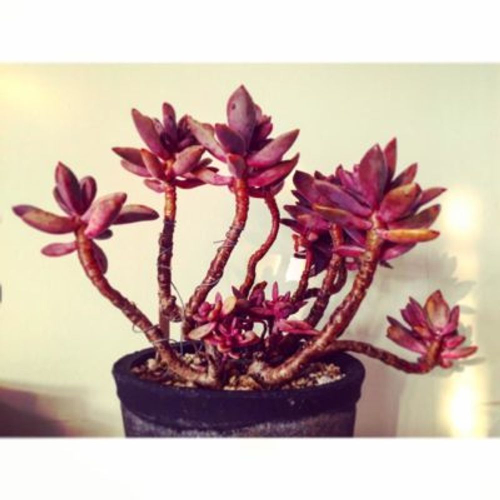 Photo by コーイチローさん