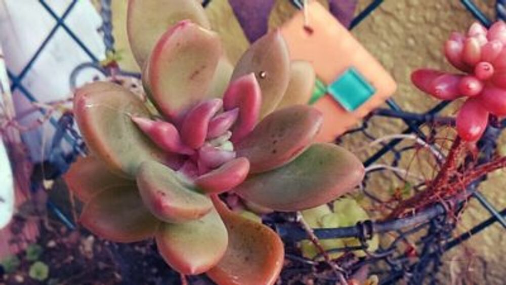 Photo by LADYBIRDさん