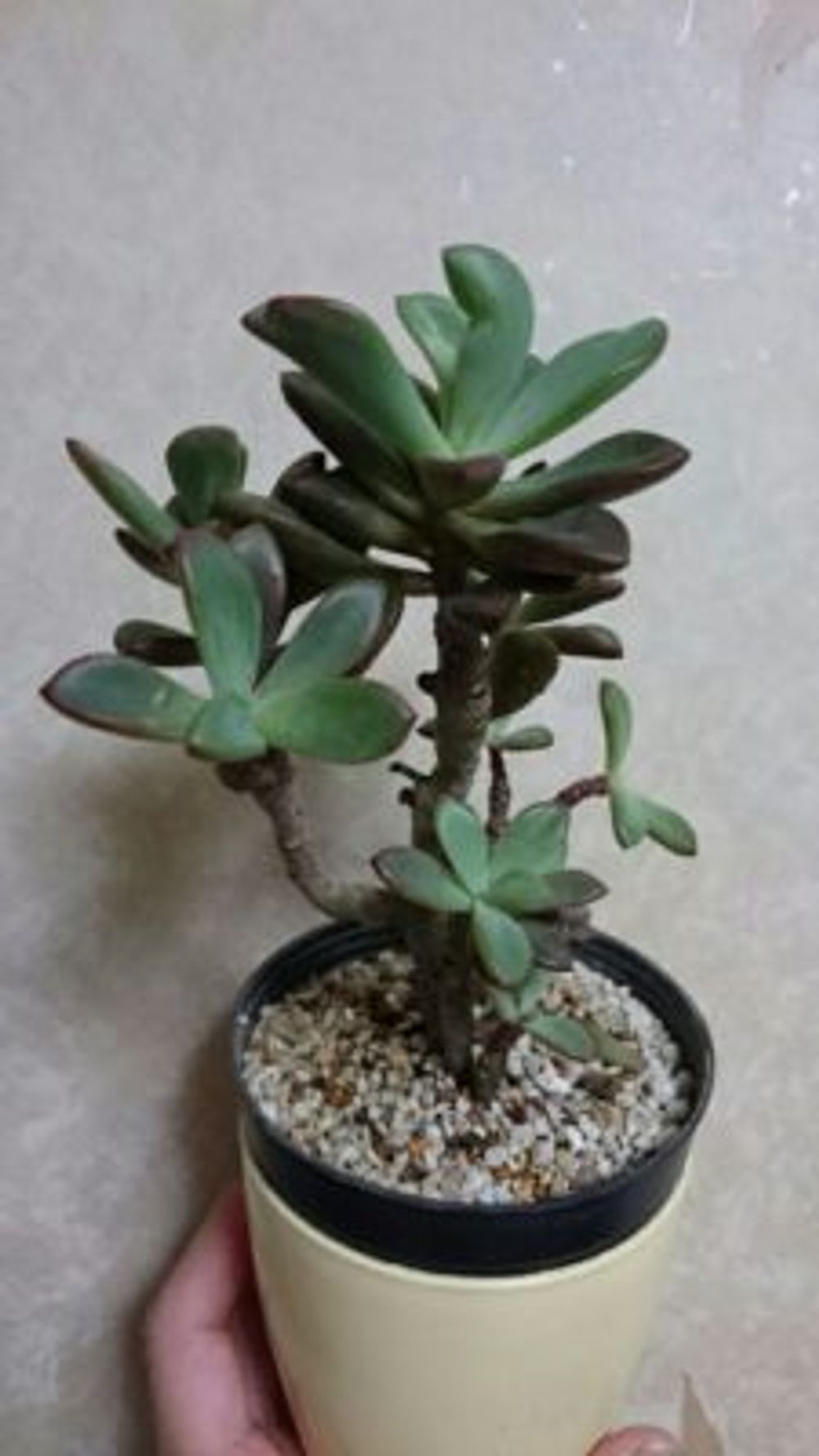 Photo by ブッチャンさん