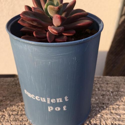 多肉植物のレズリーを育ててみよう Greensnap グリーンスナップ