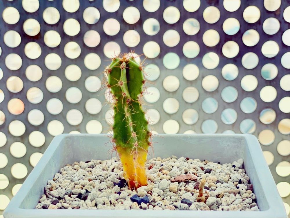 根腐れしたサボテン