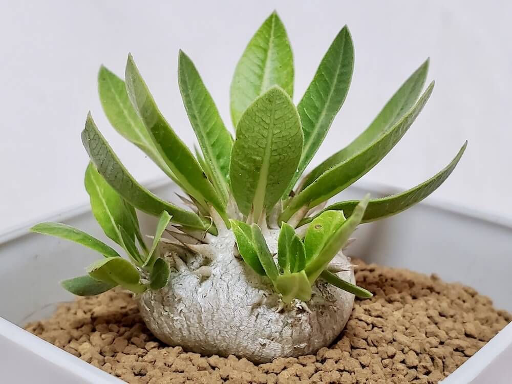 パキポディウム・ブレビカウレ(恵比寿笑い)