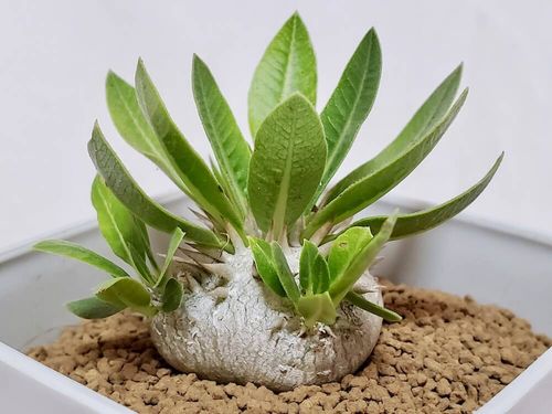 パキポディウムってどんな塊根植物 人気の種類は どんな特徴がある Greensnap グリーンスナップ