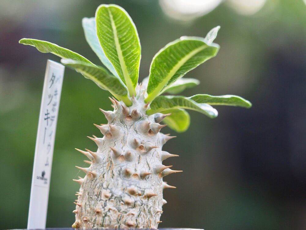 パキポディウム・タッキー