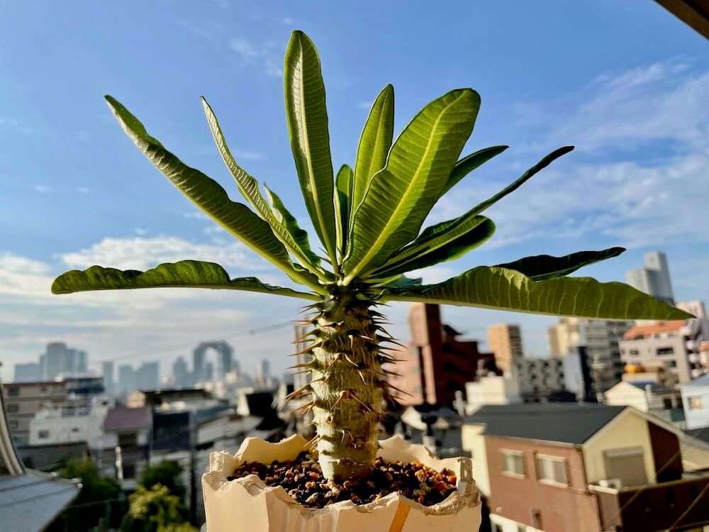 パキポディウム・ラメリー