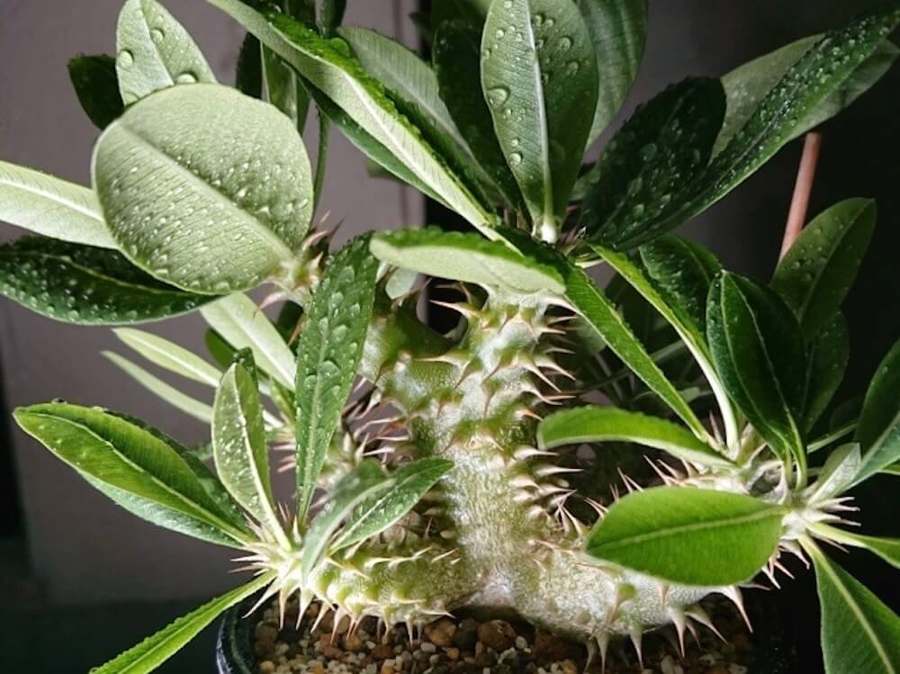 今年も開花】パキポディウム デンシフローラム