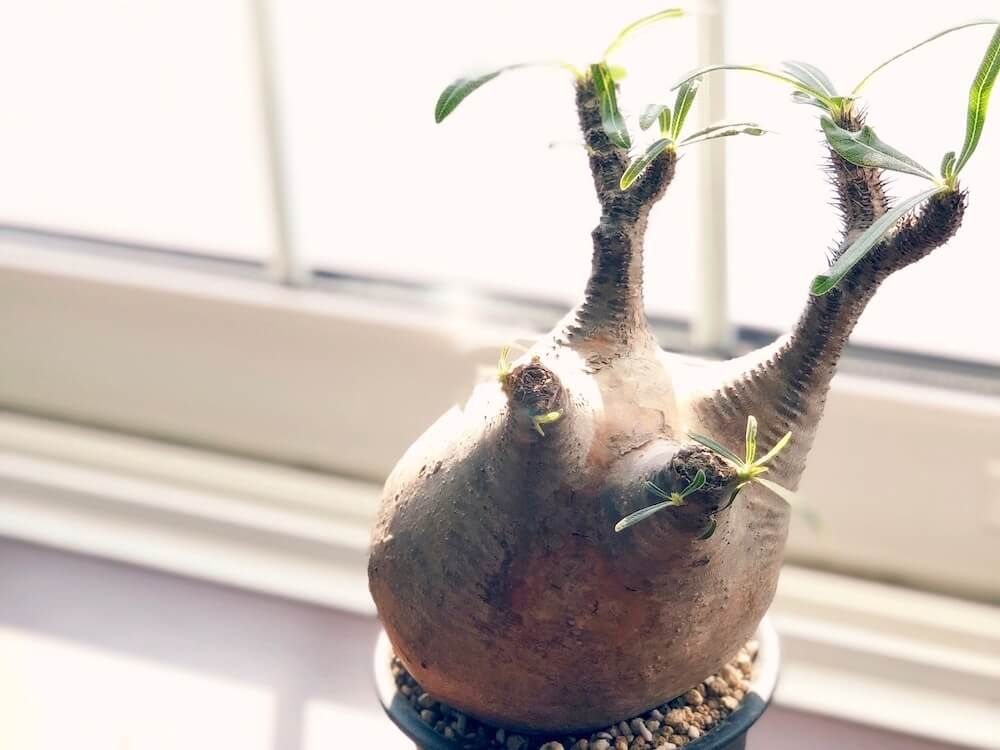 パキポディウム・グラキリウス