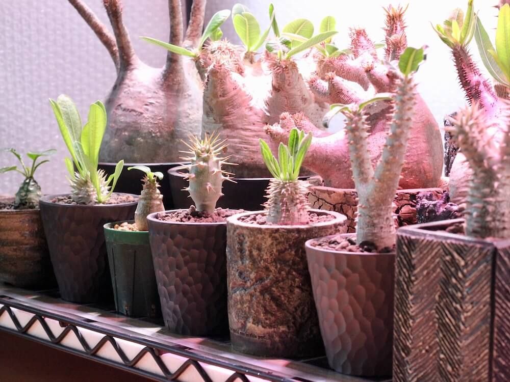 パキポディウム