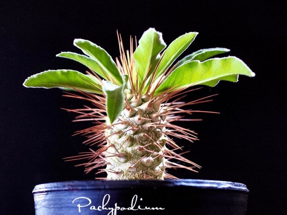 パキポディウム・マナクアナム