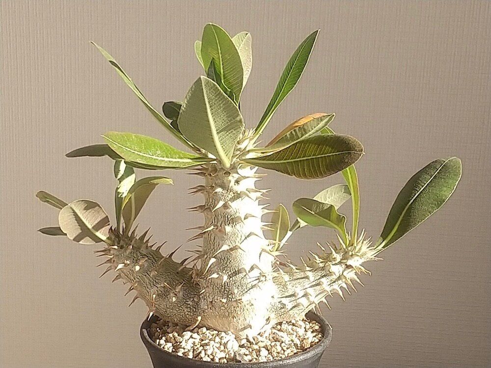 パキポディウム・ホロンベンセ