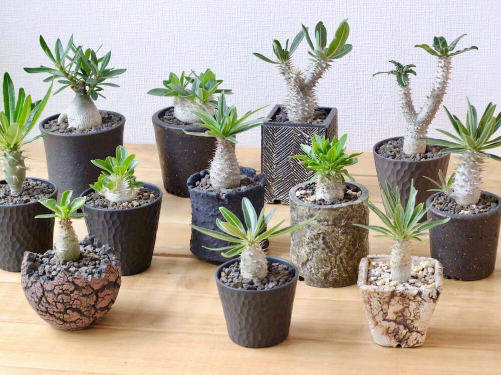 パキポディウム