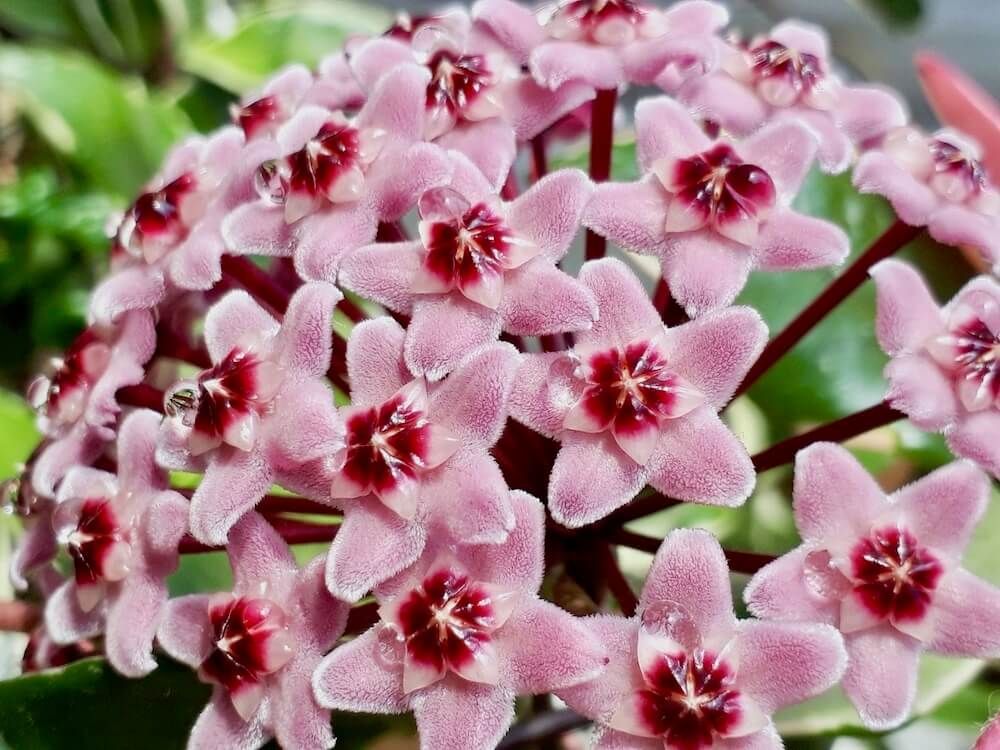 桜蘭　多肉植物　花