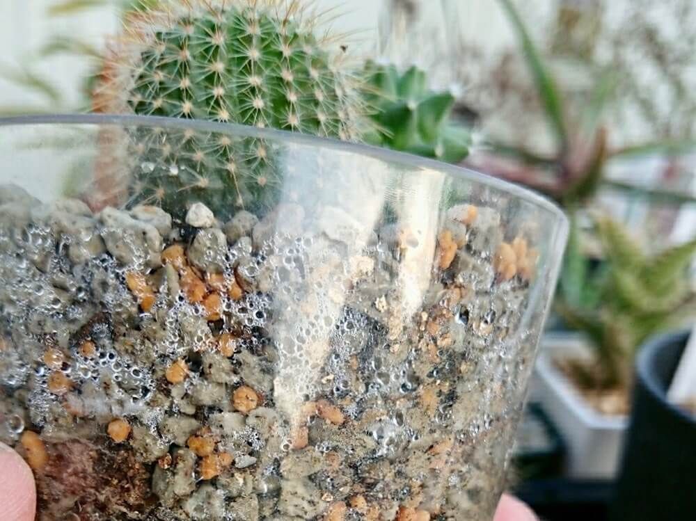 サボテン　水やりをした後の土