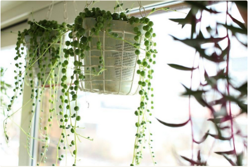 吊るしてグンと可愛く見せる ハンギングで飾りたい垂れる植物10選 Greensnap グリーンスナップ