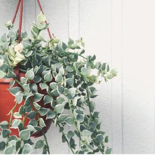 吊るしてグンと可愛く見せる ハンギングで飾りたい垂れる植物10選 Greensnap グリーンスナップ