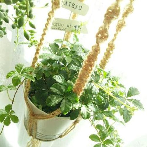 吊るしてグンと可愛く見せる ハンギングで飾りたい垂れる植物10選 Greensnap グリーンスナップ 吊るしてグンと可愛く見せる ハンギングで飾りたい垂れる植物10選 Greensnap グリーンスナップ