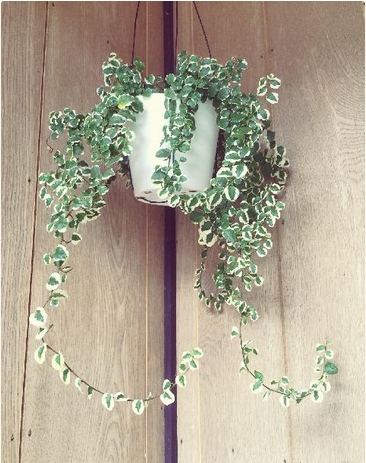 スクリーンショット 2016-02-07 16.58.25