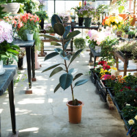 お花屋さんでよく見かける観葉植物7選の画像
