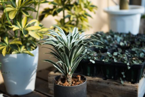 お花屋さんでよく見かける観葉植物7選 Greensnap グリーンスナップ