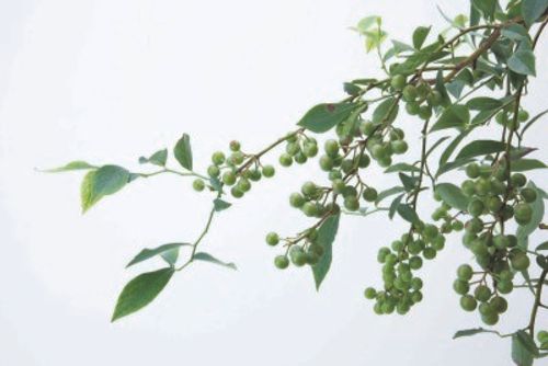 季節のインテリアコーディネートに欠かせない 枝もの 実ものアレンジメント グリーン編 Greensnap グリーンスナップ