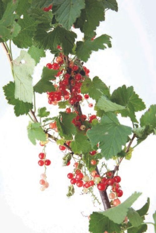 季節のインテリアコーディネートに欠かせない 枝もの 実ものアレンジメント レッド編 Greensnap グリーンスナップ